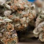 The Body Does Not Demand Marijuana