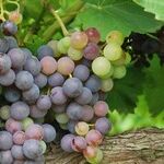 Grape Juice Delivers Results