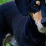 Pets Are Family Members