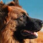 I Want to Adopt a German Shepherd