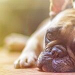 Happy Pet Traveling!
