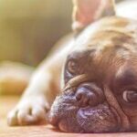 Do Dogs Understand Humans and Languages?