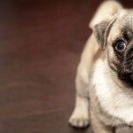 Who's Correct Regarding Our Dog?