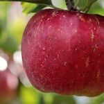 An Apple a Night?