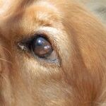 Dog Bite Dispute