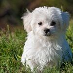Should We Get a Puppy?