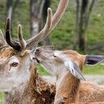 My First Kiss Was a Dud