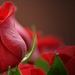 How Can I Best Reject a Date Offer?