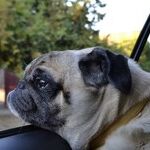 Tips for Safe, Secure Summer Travel with Family Pets on Board