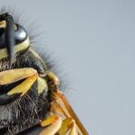 I'm Afraid of These Wasps!