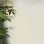 We Might Legalize It Here, So What's the Difference?