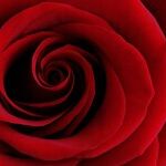 I'm Not in a Rush to Begin Dating