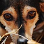 My Father Says Dogs From the Shelter Are Mean and Dangerous