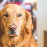 My Sister Thinks Our Dog Understands English