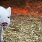 Is My Piglet Illegal?