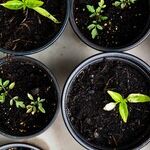 These Gardening Experts Can Help You!