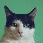 My Brother's Allergies Are Blocking a Pet Cat for Me