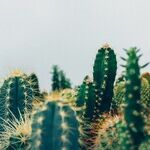Capricorn Moon's Tough Love