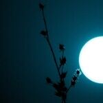 Wild Lunar Light
