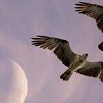 The Function of Double Conjunctions