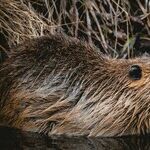 Under the Beaver Supermoon