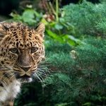 Primal Drive; Mars and Jupiter Trine