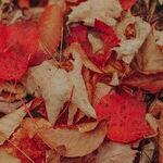 Mercury's Trust Fall