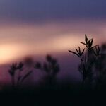 Sagittarius Sun's Last Breath