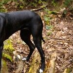 Danes and Dachshunds