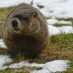 Retrograde Groundhog Day