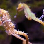 Blessing of the Seahorse