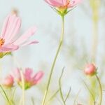 Trine of Flower Power