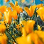 Full Bloom in the Time of Floralia