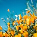 Full Bloom in the Time of Floralia