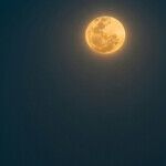 Squirrelly New Moon Plans