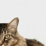 Cat Scratch Fever