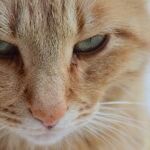 Venus Disgruntled