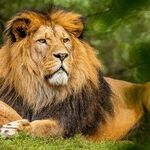 Late Leo Season Opportunities