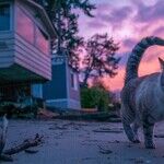 Twilight Zoomies