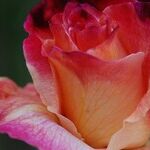 New Moon and the Love/Power Dynamic