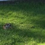 Sagittarius Moon and the Groundhog