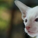 Cosmic Cat Energy