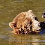 Lions and Venus and Bears -- Oh, My!