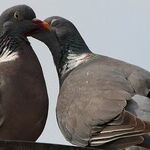 Venus and Mars Raise Consciousness Through Flirting