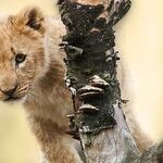 Early Leo Sun