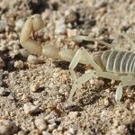Forgiveness and the Scorpio Moon