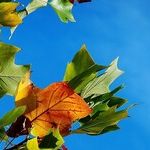 Happy Mabon