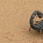 Scorpio Sun