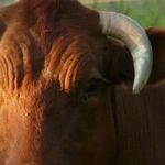 Taurus Supermoon