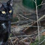 Mercury Lauds Friday the 13th